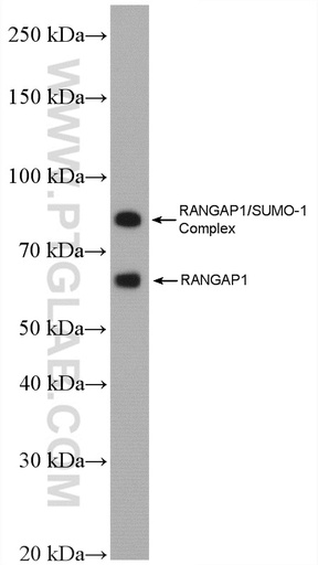 [27405-1-AP-20UL] RanGAP1 Polyclonal antibody