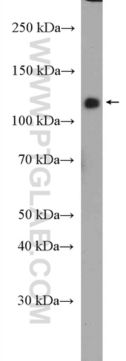 [27410-1-AP-20UL] CNTNAP3 Polyclonal antibody