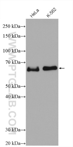 [27420-1-AP-150UL] ELK1 Polyclonal antibody
