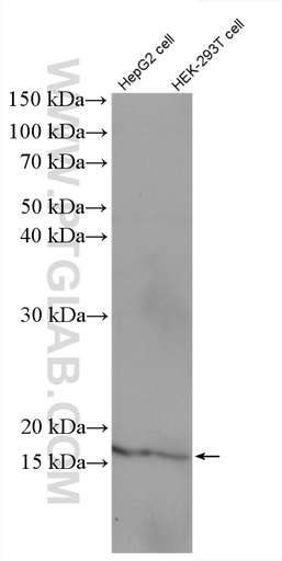 [27452-1-AP-20UL] MED9 Polyclonal antibody