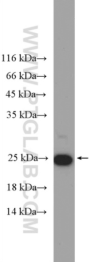 [27465-1-AP-150UL] HMGB3 Polyclonal antibody