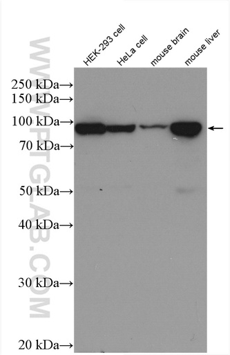[27469-1-AP-150UL] COPB1 Polyclonal antibody