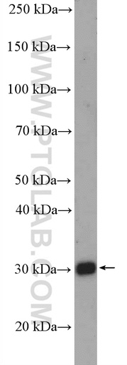 [27472-1-AP-150UL] PEX26 Polyclonal antibody