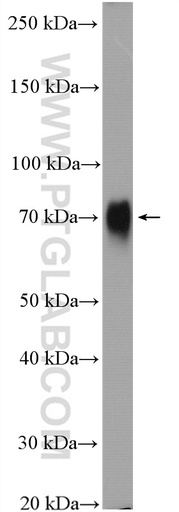 [27486-1-AP-150UL] Poliovirus receptor Polyclonal antibody