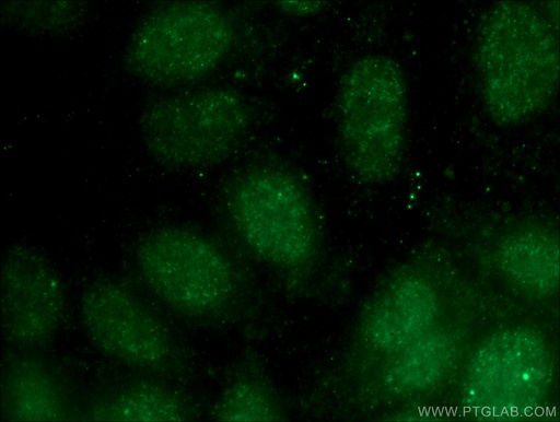 [27488-1-AP-20UL] NDNL2 Polyclonal antibody