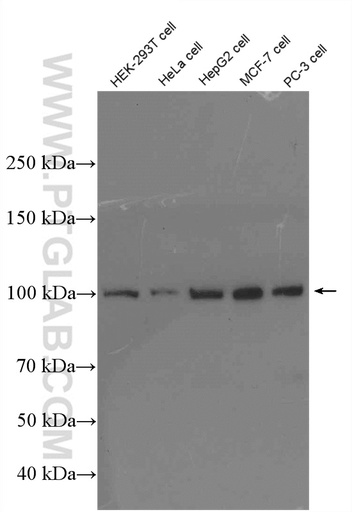 [27494-1-AP-20UL] GTF3C2 Polyclonal antibody