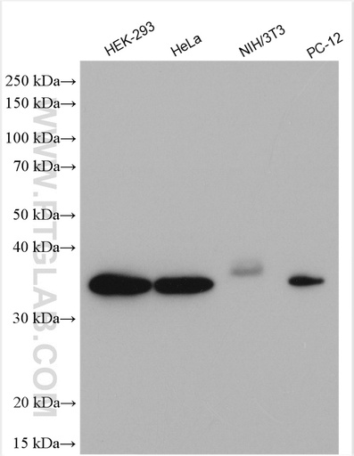 [27511-1-AP-20UL] JAB1 Polyclonal antibody