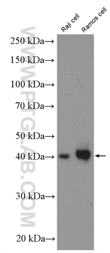 [27519-1-AP-150UL] CD48 Polyclonal antibody