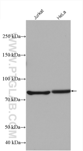 [27556-1-AP-20UL] SUN2 Polyclonal antibody