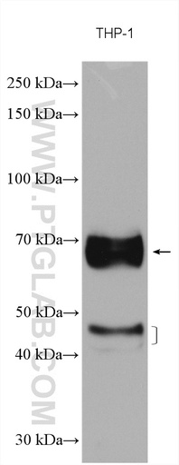 [27563-1-AP-20UL] CD64 Polyclonal antibody