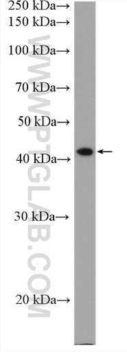 [27569-1-AP-20UL] C1GALT1 Polyclonal antibody