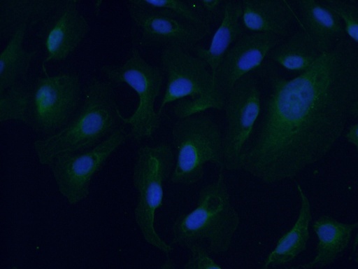 [27580-1-AP-150UL] ARPM1 Polyclonal antibody