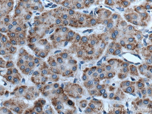 [27592-1-AP-20UL] RACK1; GNB2L1 Polyclonal antibody