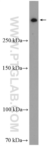 [27606-1-AP-20UL] RanBP2 Polyclonal antibody