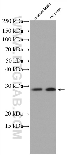[27623-1-AP-150UL] DBNDD2 Polyclonal antibody
