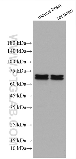 [27625-1-AP-20UL] OPRM1 Polyclonal antibody