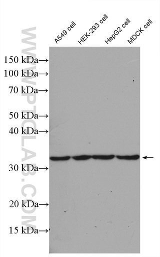 [27638-1-AP-20UL] CLDN16 Polyclonal antibody