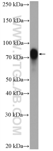 [27647-1-AP-20UL] CRTC1 Polyclonal antibody