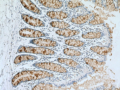 [27675-1-AP-150UL] MUC2 Polyclonal antibody