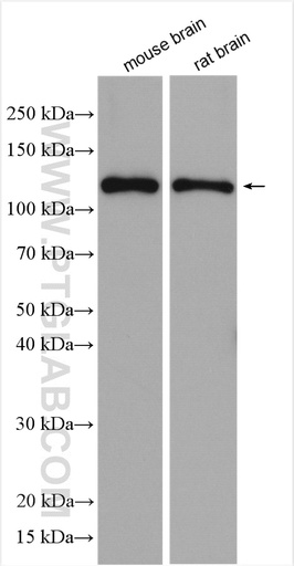 [27676-1-AP-150UL] GRIN1 Polyclonal antibody