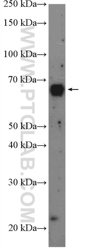 [27686-1-AP-20UL] RCOR1 Polyclonal antibody