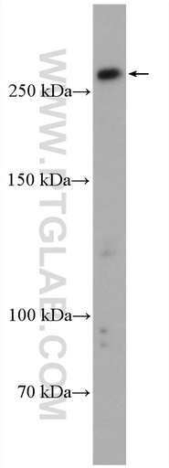 [27718-1-AP-150UL] PRDM2 Polyclonal antibody