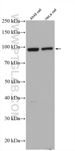 [27738-1-AP-150UL] FAM91A1 Polyclonal antibody