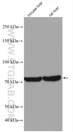 [27748-1-AP-20UL] TGM7 Polyclonal antibody