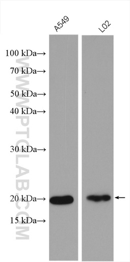 [27757-1-AP-150UL] TMCO1 Polyclonal antibody