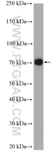 [27764-1-AP-20UL] NAF1 Polyclonal antibody