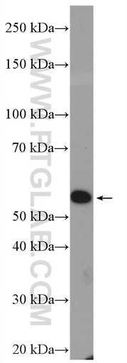 [27771-1-AP-150UL] HSPBAP1 Polyclonal antibody
