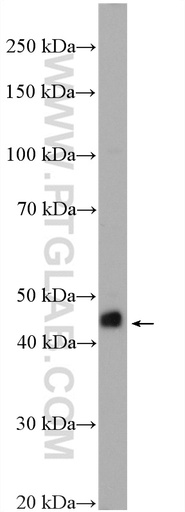 [27776-1-AP-20UL] RIC3 Polyclonal antibody