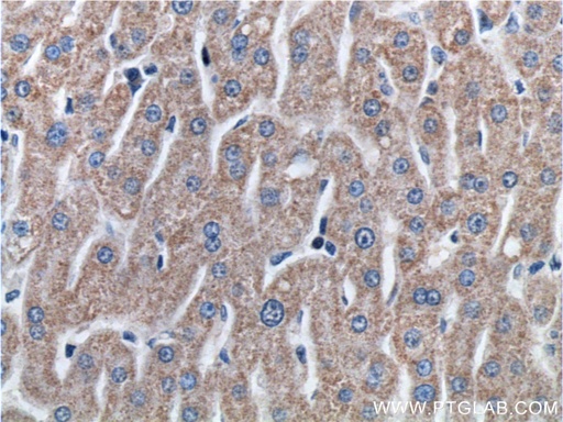 [27786-1-AP-20UL] ETHE1 Polyclonal antibody