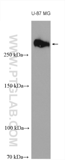 [27789-1-AP-20UL] TNC/Tenascin-C Polyclonal antibody