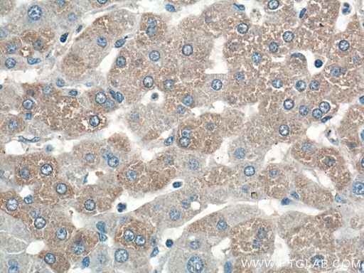 [27790-1-AP-20UL] C7orf43 Polyclonal antibody