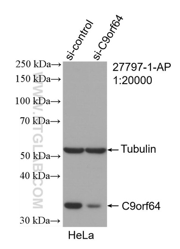 [27797-1-AP-20UL] C9orf64 Polyclonal antibody