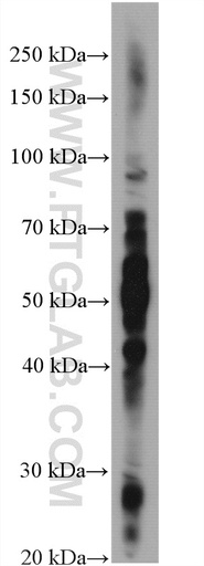 [27803-1-AP-20UL] CHO cells Polyclonal antibody