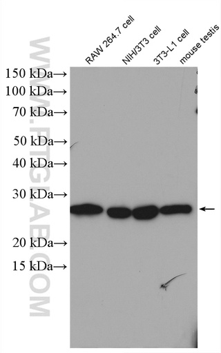 [27804-1-AP-150UL] RanBP1 Polyclonal antibody