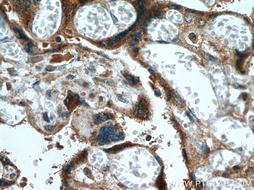 [27814-1-AP-20UL] ABP1 Polyclonal antibody
