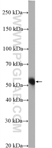 [27828-1-AP-150UL] SIGIRR Polyclonal antibody