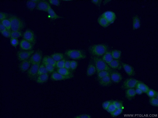 [27832-1-AP-150UL] MTSS1L Polyclonal antibody