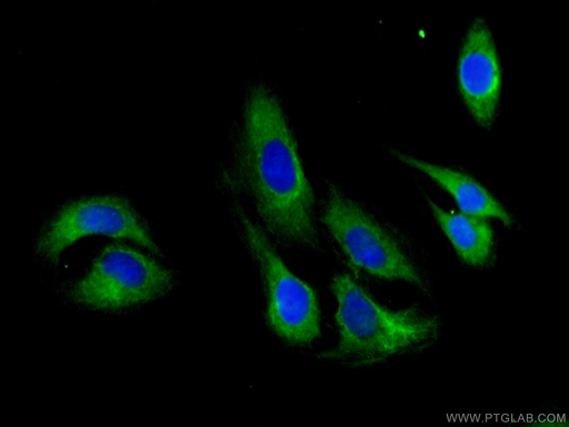[27834-1-AP-150UL] FMNL1 Polyclonal antibody