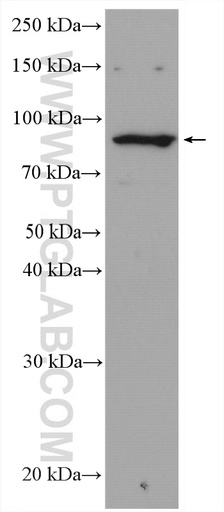 [27835-1-AP-20UL] RASA2/3 Polyclonal antibody