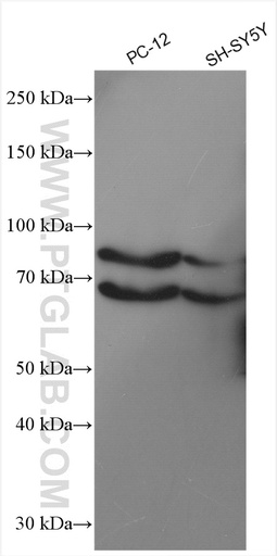 [27836-1-AP-150UL] SEMA3A Polyclonal antibody