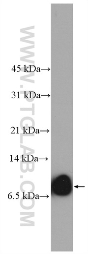 [27849-1-AP-150UL] SMIM1 Polyclonal antibody