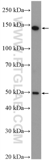 [27850-1-AP-20UL] MED23 Polyclonal antibody