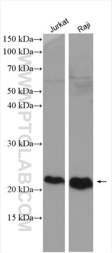 [27855-1-AP-20UL] CD81 Polyclonal antibody