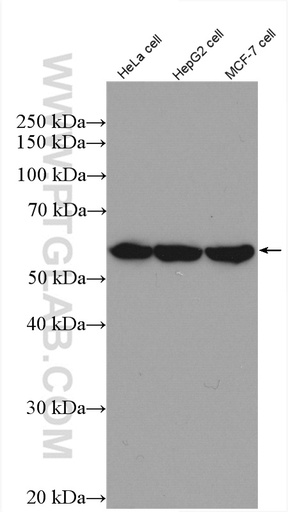 [27877-1-AP-20UL] FAM55B Polyclonal antibody