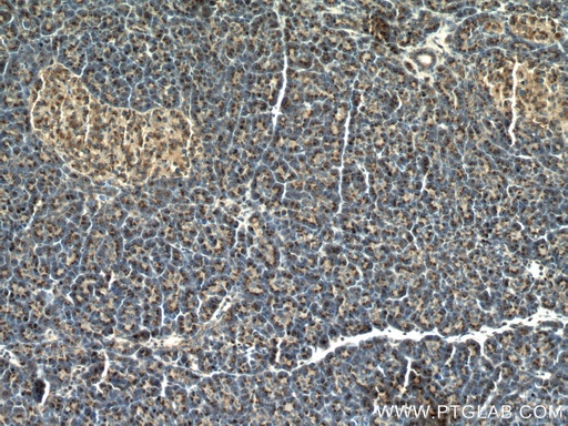 [27887-1-AP-20UL] PRRC1 Polyclonal antibody