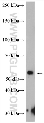 [27889-1-AP-150UL] NAP1L4 Polyclonal antibody